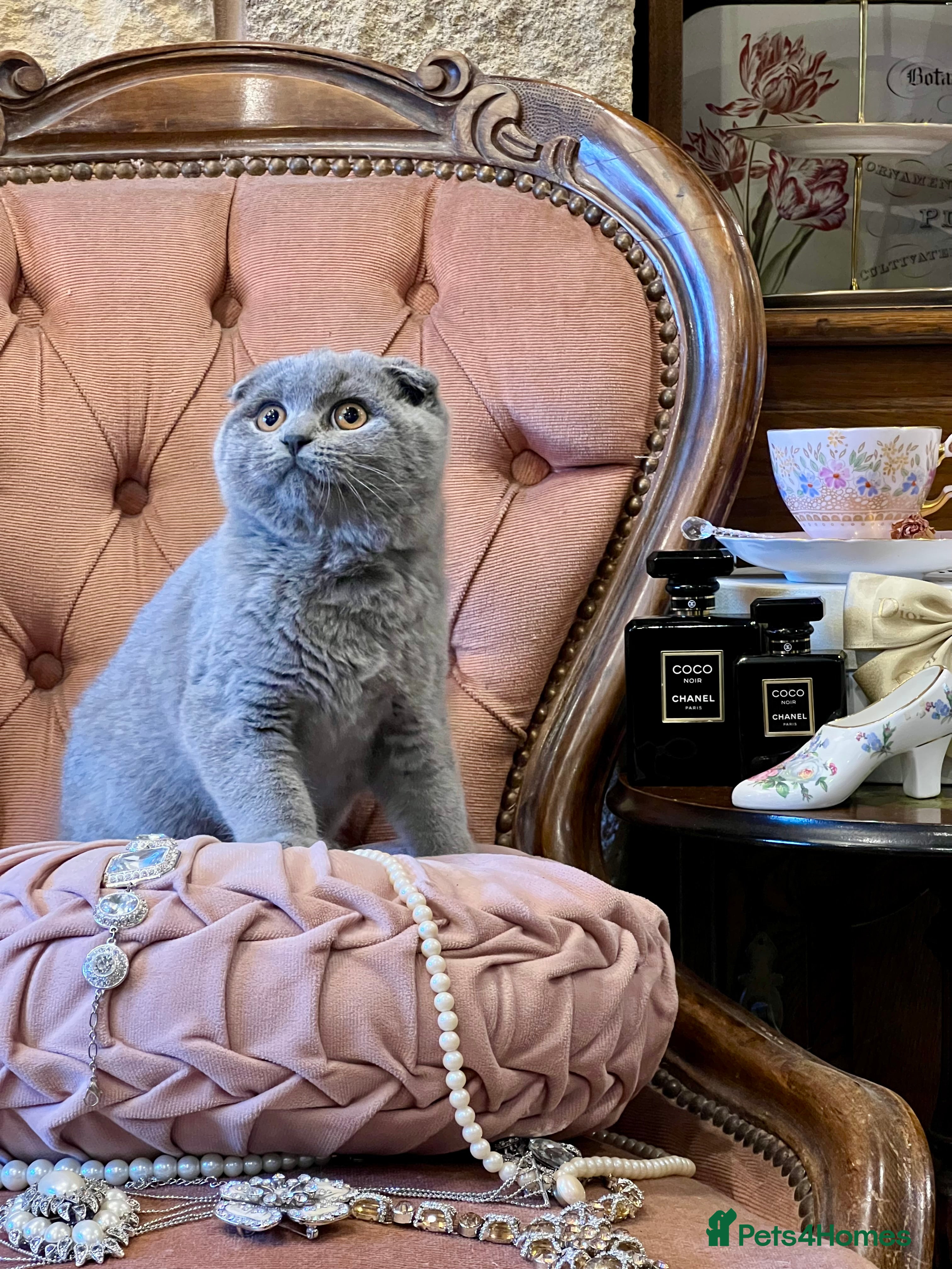 Scottish Fold cats PUREBRED SCOTTISH FOLD - Advert 1