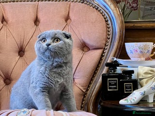 Scottish Fold cats SCOTTISH FOLD & STRAIGHT - Advert 2