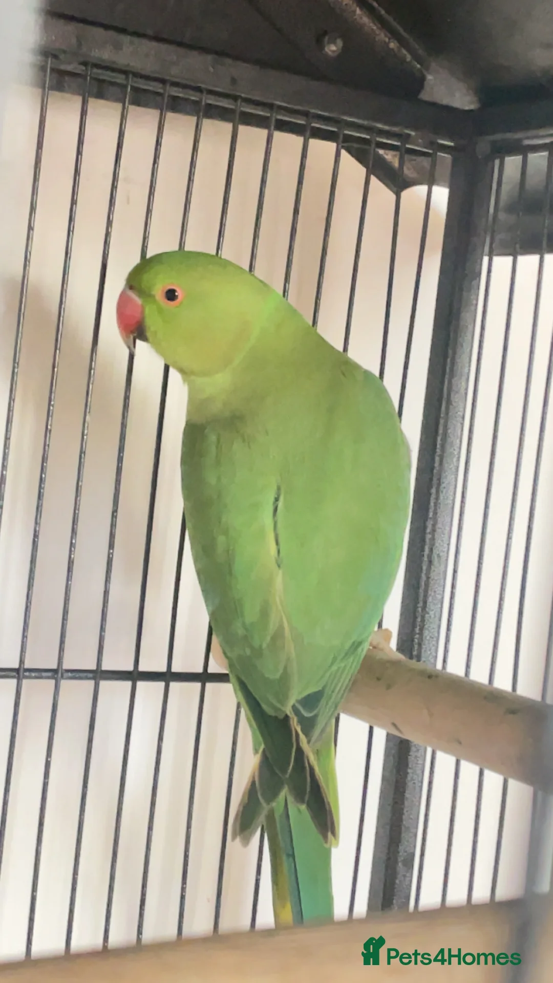 Ringnecks birds for sale: Indian ring neck  in Bradford - Advert 1