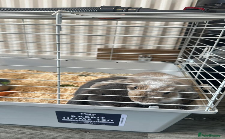 Mini Lop rabbits - Advert 3