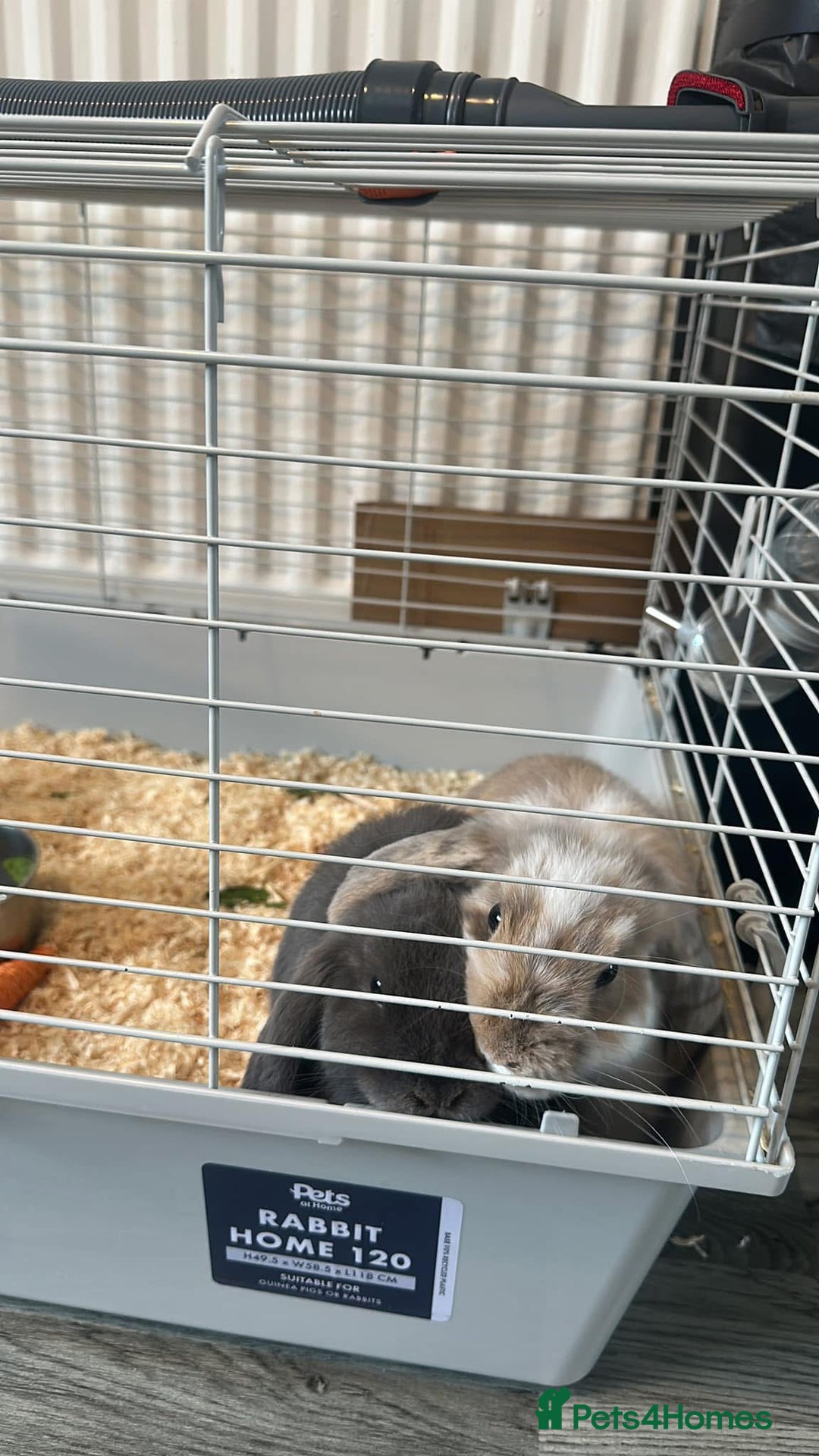 Mini Lop rabbits for sale: 2 Mini lops  - Image 1