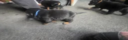 Rottweiler dogs for sale: 2 Stunning Rottweiler Puppies - Advert 7