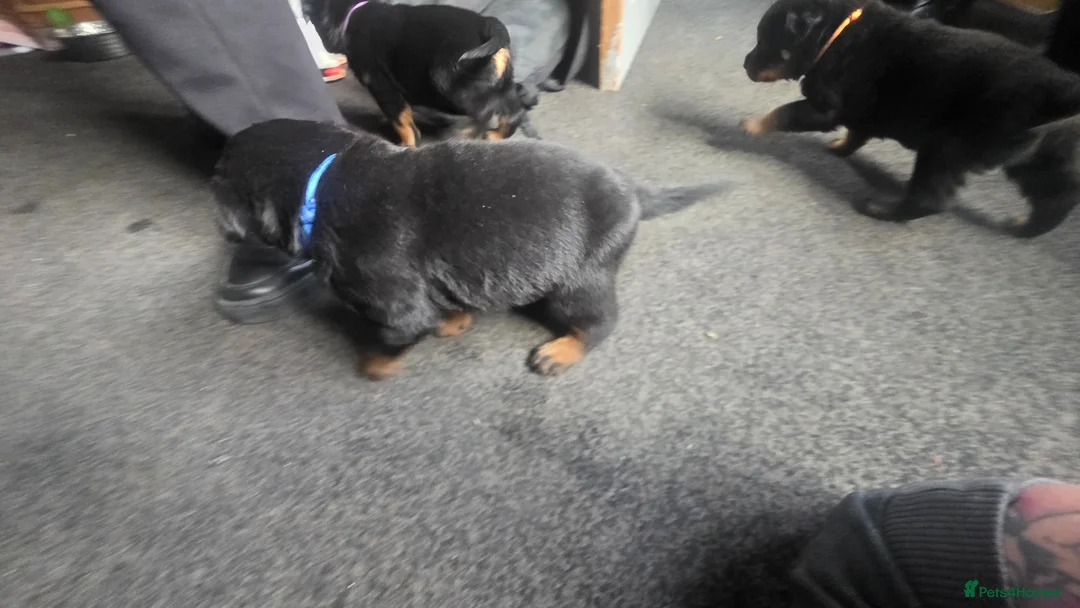 Rottweiler dogs for sale: 2 Stunning Rottweiler Puppies - Advert 7