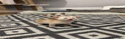 Abyssinian cats for sale: Silver Abyssinian kittens  - Advert 33