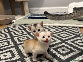 Abyssinian cats Silver Abyssinian kittens - Advert 6