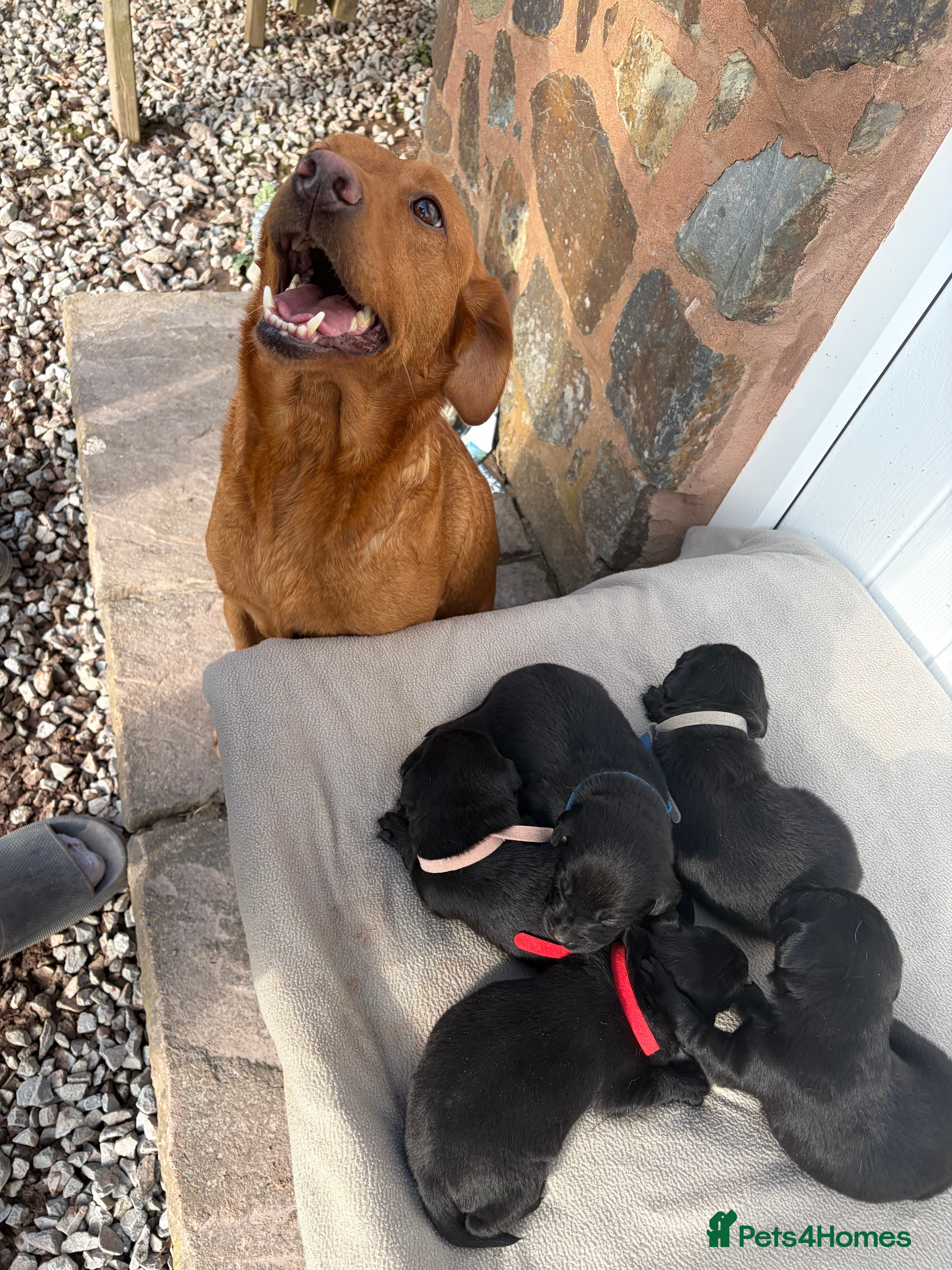 Labrador Retriever dogs Kc registered Labradors  - Advert 1