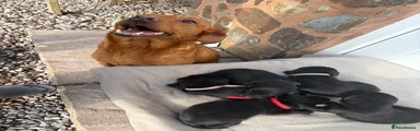 Labrador Retriever Puppy 4