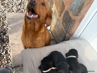 Labrador Retriever dogs Kc registered Labradors - Advert 1