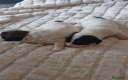 Jack Russell dogs for sale: Jack Russell puppies  - Advert 3