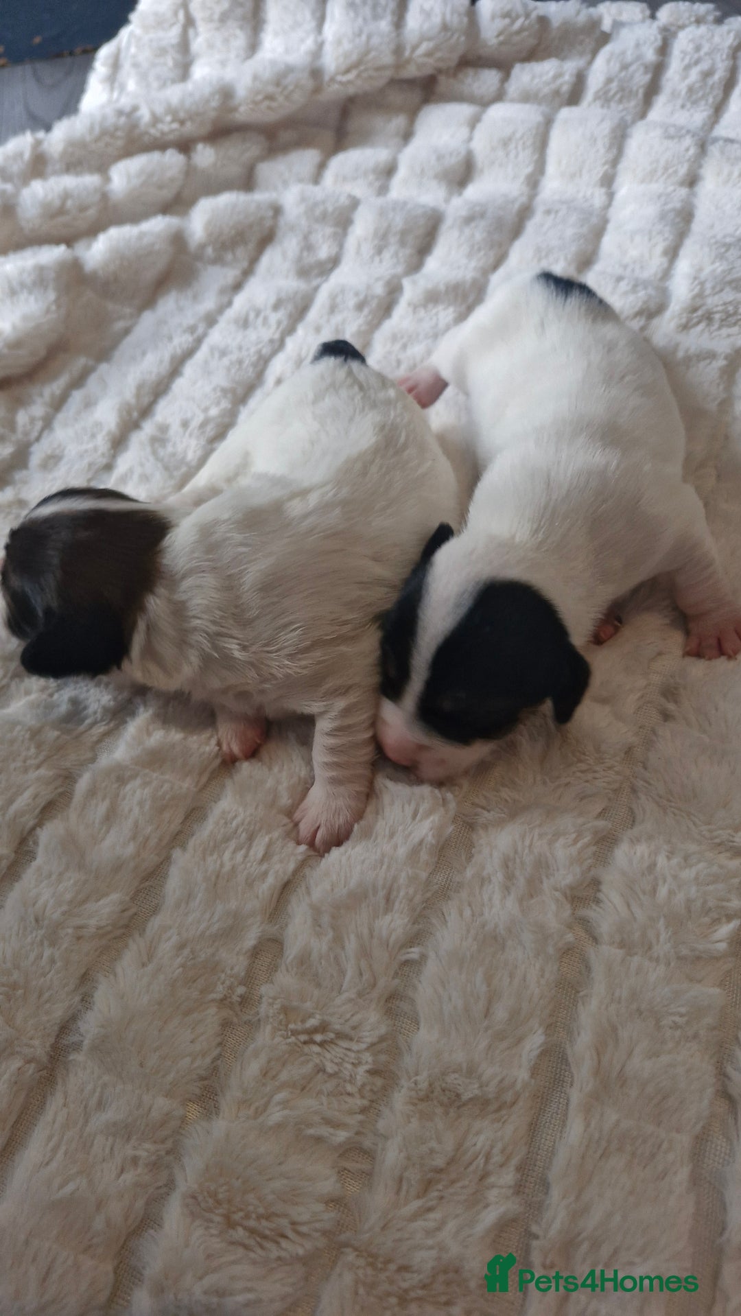 Jack Russell dogs for sale: Jack Russell puppies  - Advert 3
