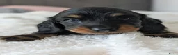 Miniature Dachshund dogs for sale: Miniature Longhaired Dachshund Puppies - Advert 11