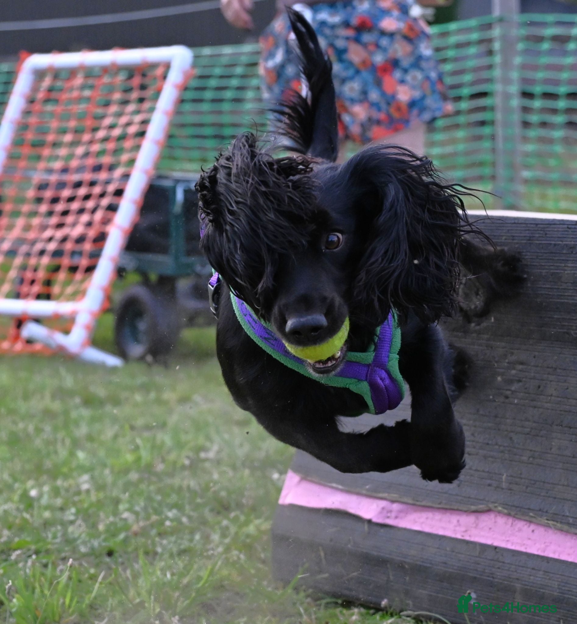 Cocker Spaniel dogs Adorable Female Tuxedo Cocker Spaniel  - Advert 2