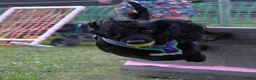 Cocker Spaniel dogs for sale: Adorable Female Tuxedo Cocker Spaniel  - Advert 2
