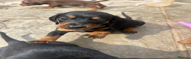Miniature Dachshund 1