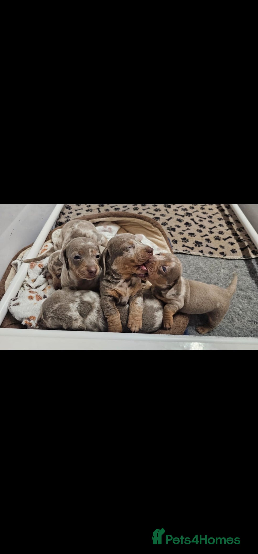 Dachshund dogs for sale: isabella dapple pups - Image 1