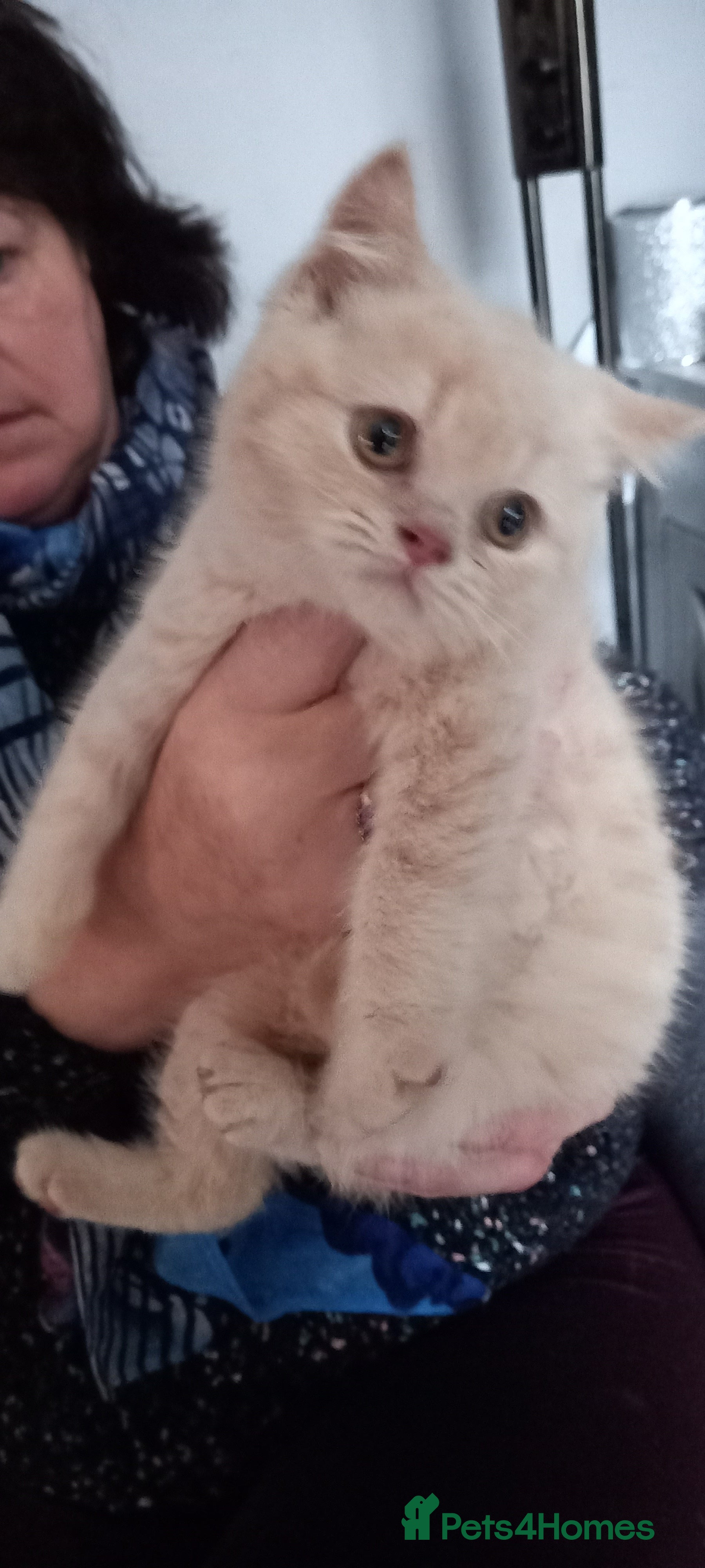 British Shorthair cats British Shorthair - Advert 15