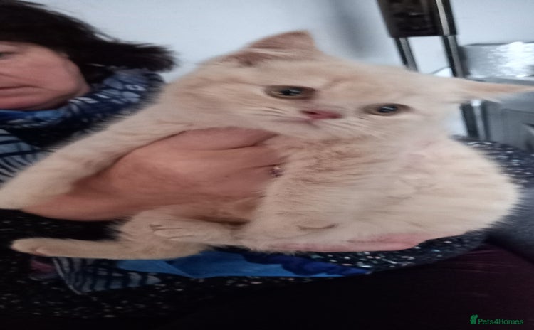 British Shorthair cats British Shorthair - Advert 1