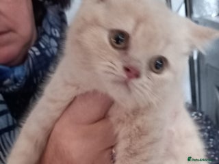 British Shorthair cats British Shorthair - Advert 14