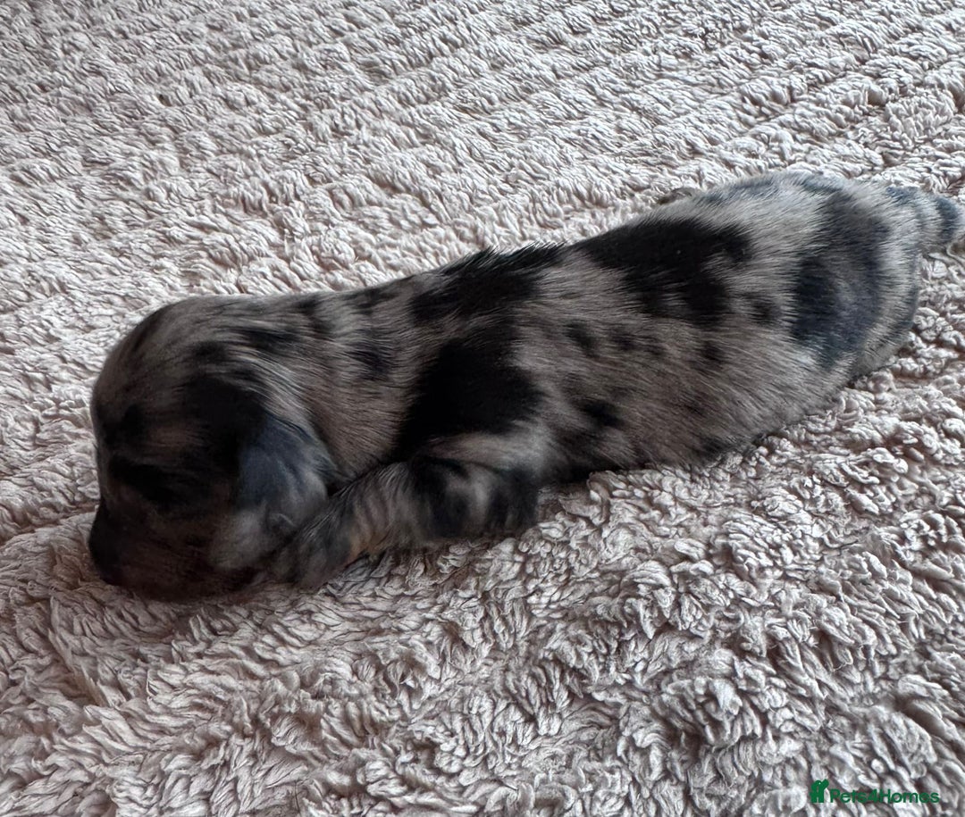 Miniature Dachshund dogs for sale: Miniature long-haired dachshunds - Image 18