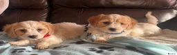 Cavachon dogs for sale: Cavachon puppies  - Advert 7