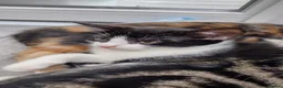 Mixed Breed cats for sale: 5 Beautiful Mix Breed Little Kittens For Sale in Hereford - Advert 22