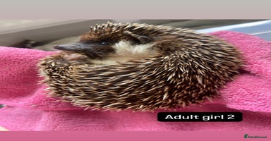 Pygmy Hedgehog rodents - Advert 3