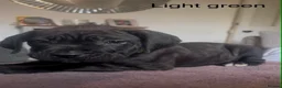 Cane Corso dogs for sale: 1 left 🐾🐶Cane Corso Mastiff Puppies for Sale  - Advert 2