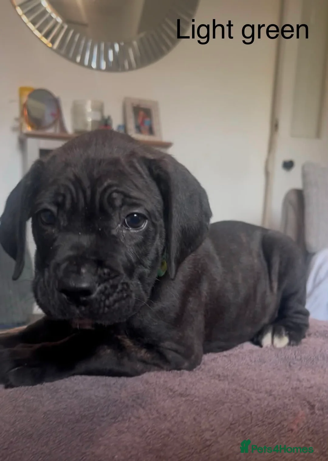 Cane Corso dogs for sale: 1 left 🐾🐶Cane Corso Mastiff Puppies for Sale  - Advert 2