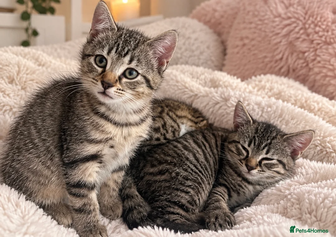 Mixed Breed cats for sale: Cats  - Advert 2