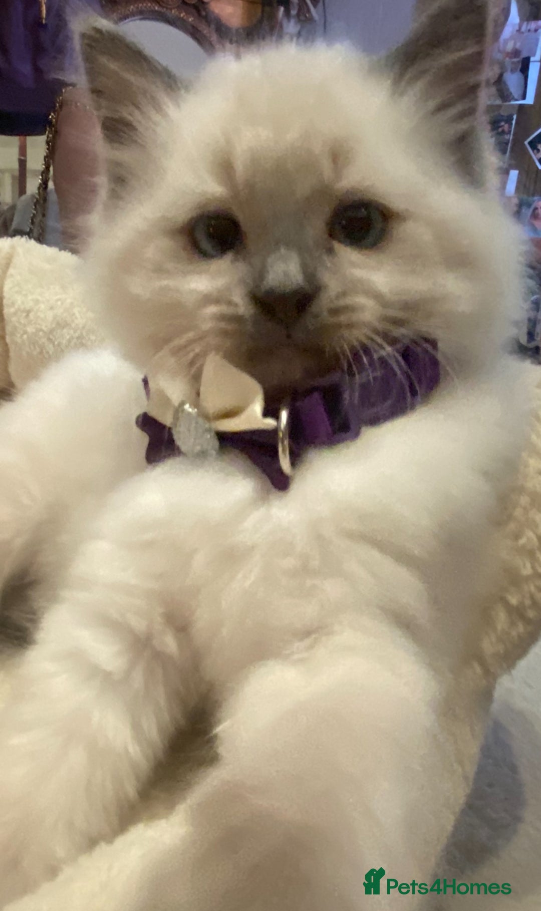 Ragdoll cats for sale: Stunning Ragdolls kittens - Advert 11