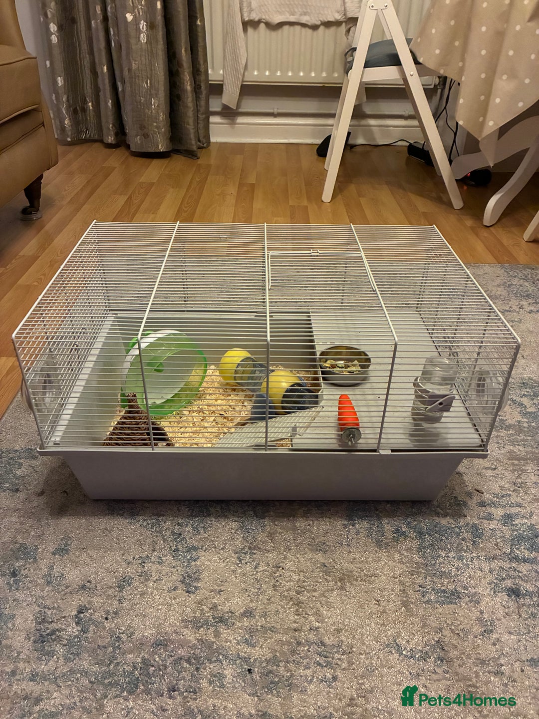 Hamster rodents for sale: Beautiful tiny Robo Hamster called Minnie - Advert 3