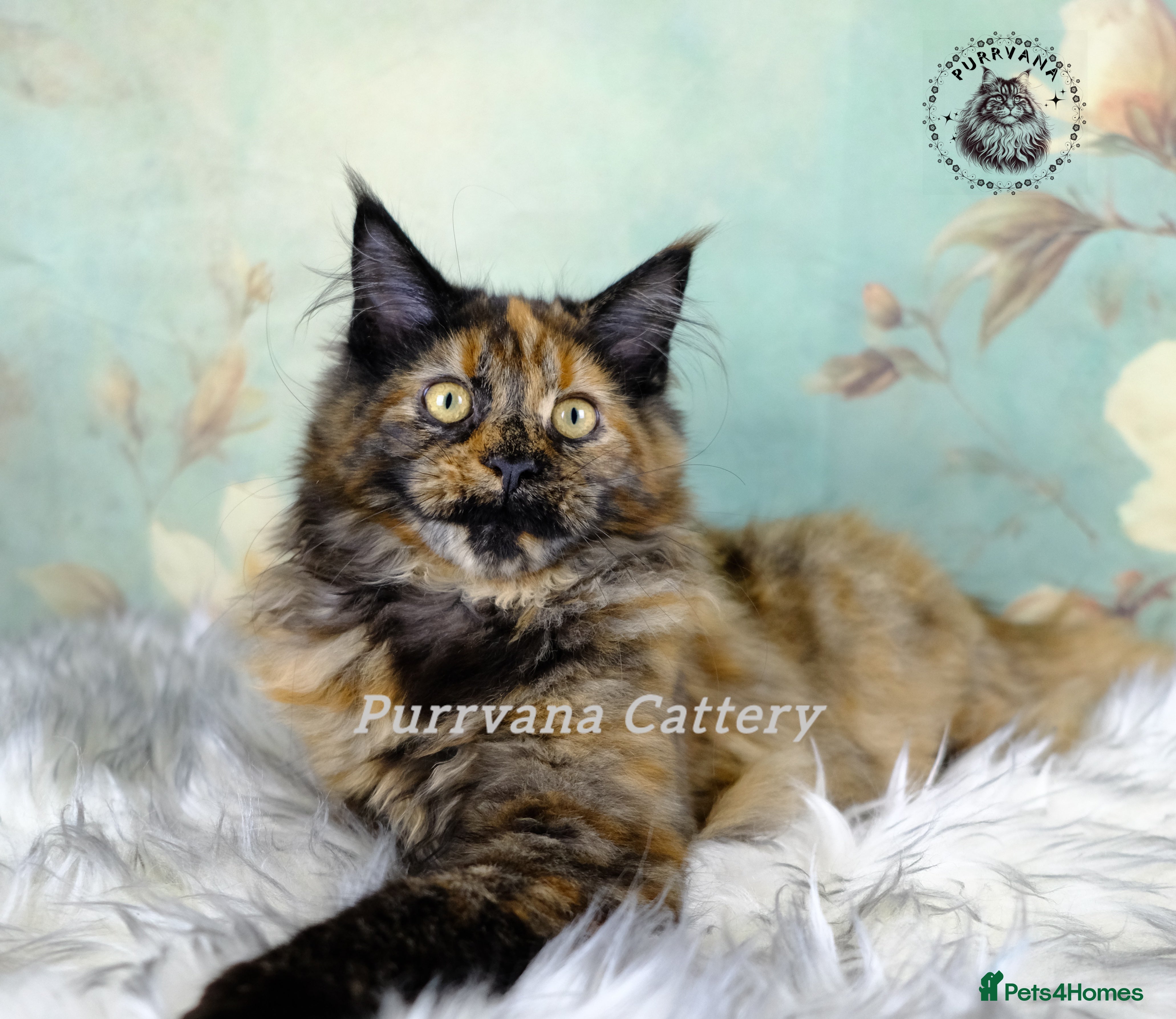 Maine Coon cats TICA registration Maine coon kittens READY NOW - Advert 15