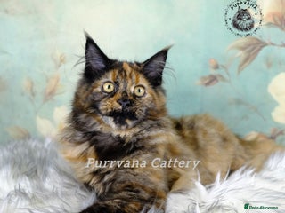 Maine Coon cats TICA registration Maine coon kittens READY NOW - Advert 1