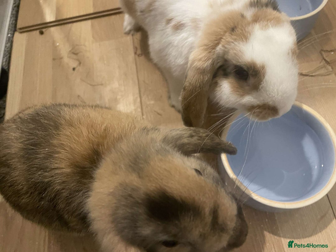 Mini Lop rabbits for sale: bonded pair of mini lops - Image 3