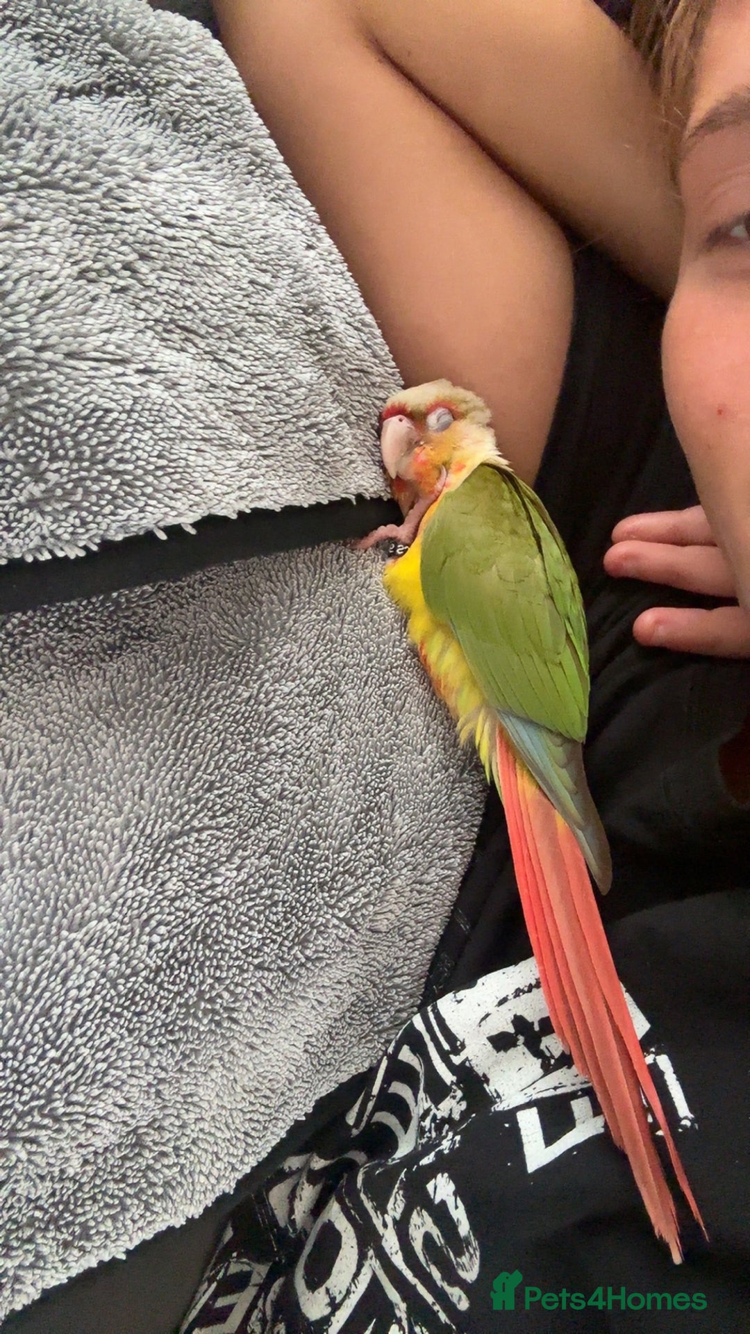 Conures birds for sale: Green Cheek Conure for sale 11months old £850 - Advert 16