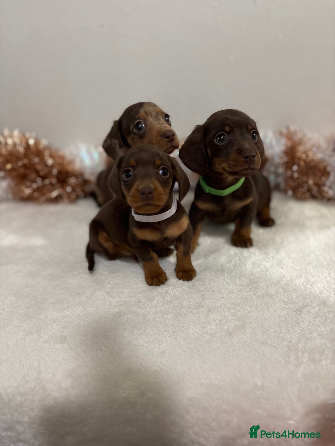 Miniature Dachshund dogs for sale: Miniature Dachshund Pups  - Advert 3