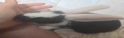 Continental Giant rabbits for sale: Beautiful giant rabbits  - Advert 8
