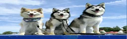 Pomsky dogs for sale: Pregnancy Announcement  in Bournemouth - Advert 13