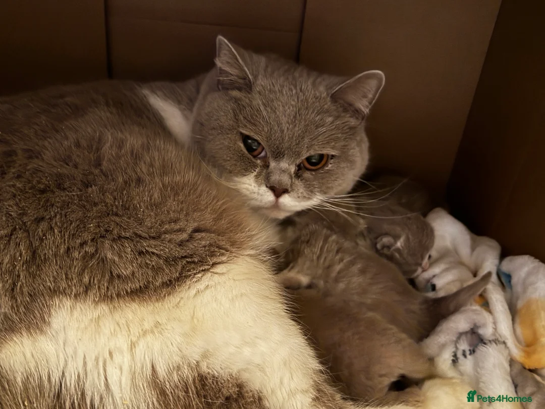 British Shorthair cats for sale: Beautiful British Shorthair Kittens - Advert 2