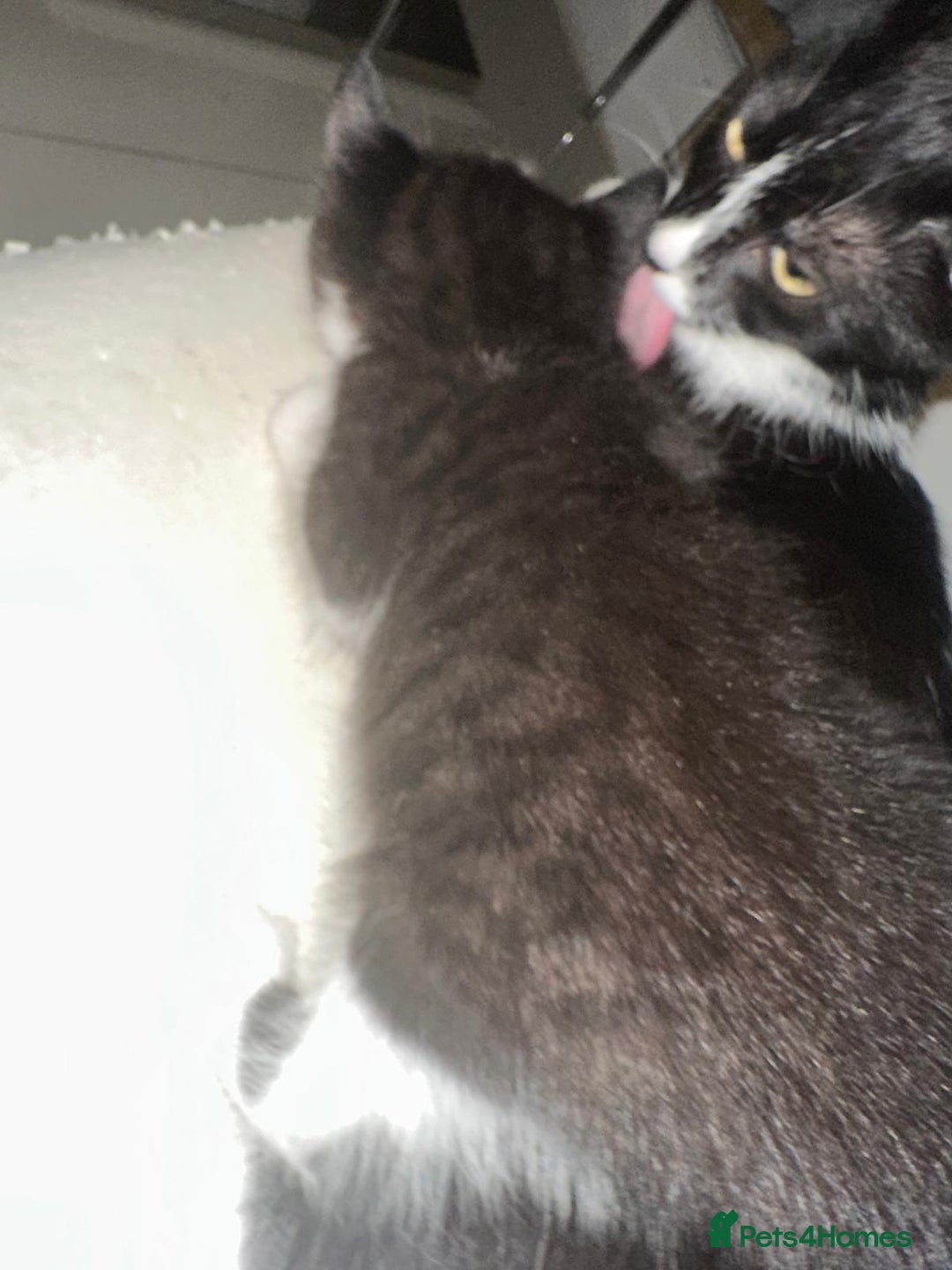 British Shorthair cats for sale: British Shorthair x Striped Tabby Kittens –2 Males - Image 20