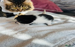 LaPerm cats for sale: Long Coat Laperm kittens - Image 24