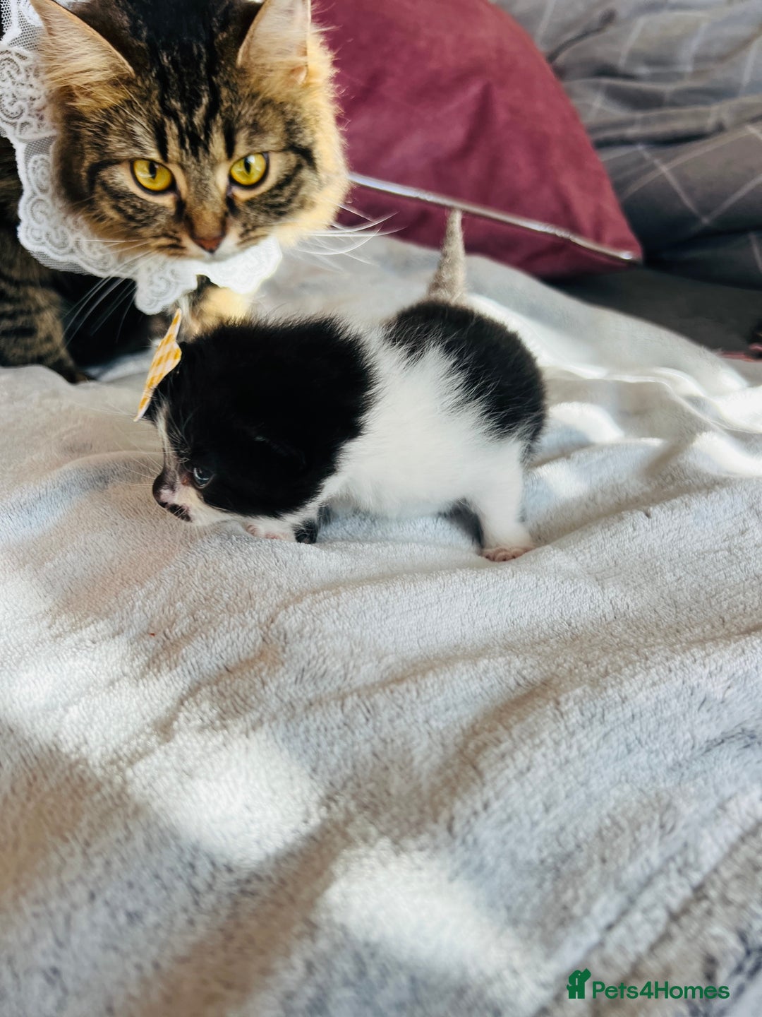 LaPerm cats for sale: Long Coat Laperm kittens - Image 24