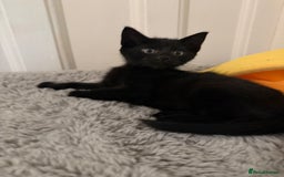 Mixed Breed cats for sale: Beautiful black kittens ready now - Image 4