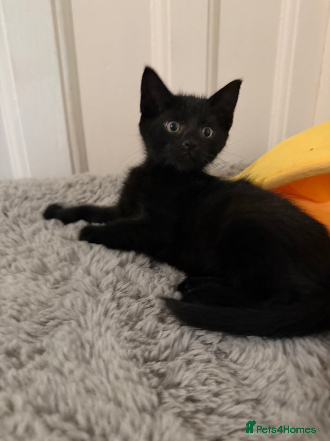 Mixed Breed cats for sale: Beautiful black kittens ready now - Image 4