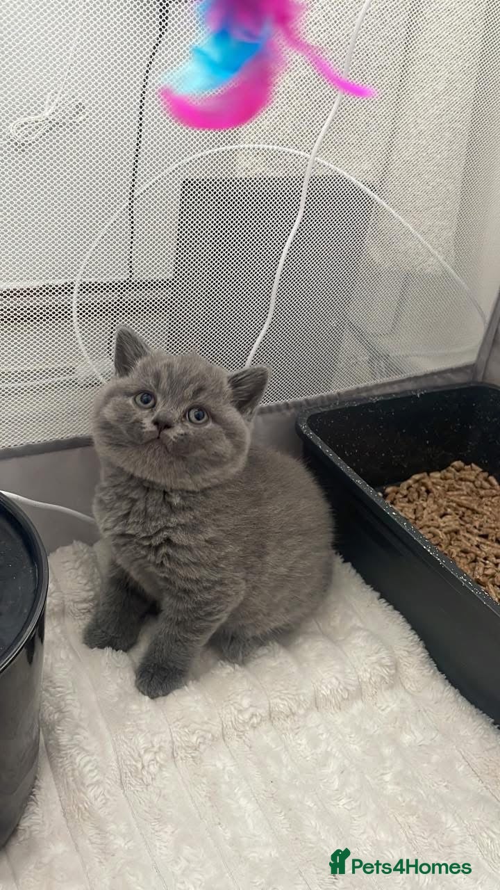 British Shorthair cats  GCCF blue British shorthairs!  - Advert 1