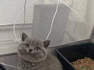 British Shorthair cats GCCF blue British shorthairs! - Advert 1
