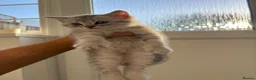 British Shorthair cats for sale: Silver Tabby British Shorthair male kittens in Brentwood - Advert 6