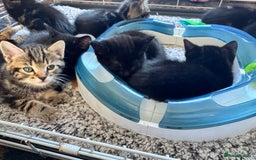 British Shorthair cats for sale: 2 beautiful kittens looking for a forever home.  - Image 1