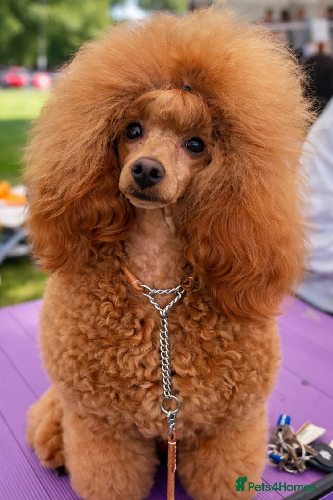 Toy Poodle dogs for stud: Stunning KC Red Toy Poodle  - Advert 1