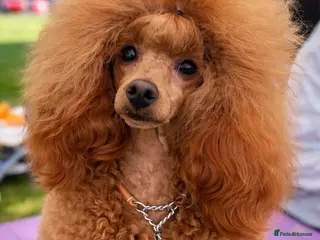 Toy Poodle dogs Stunning KC Red Toy Poodle - Advert 2